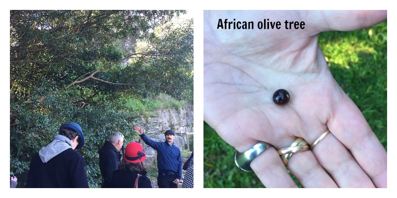 African Olive Tree txt
