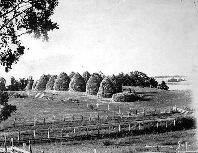 Wheat stacks History BW