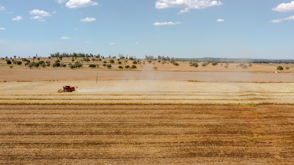 Gunnedah Harvesting Wheat