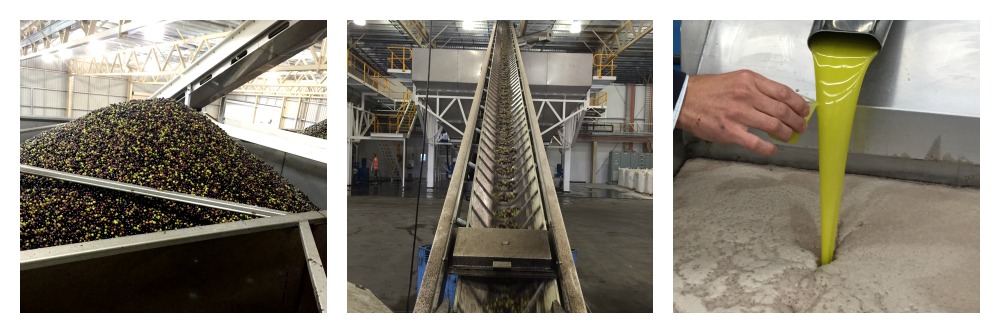 Cobram olive processing