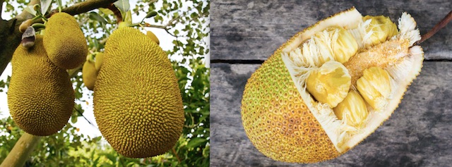 Jackfruit
