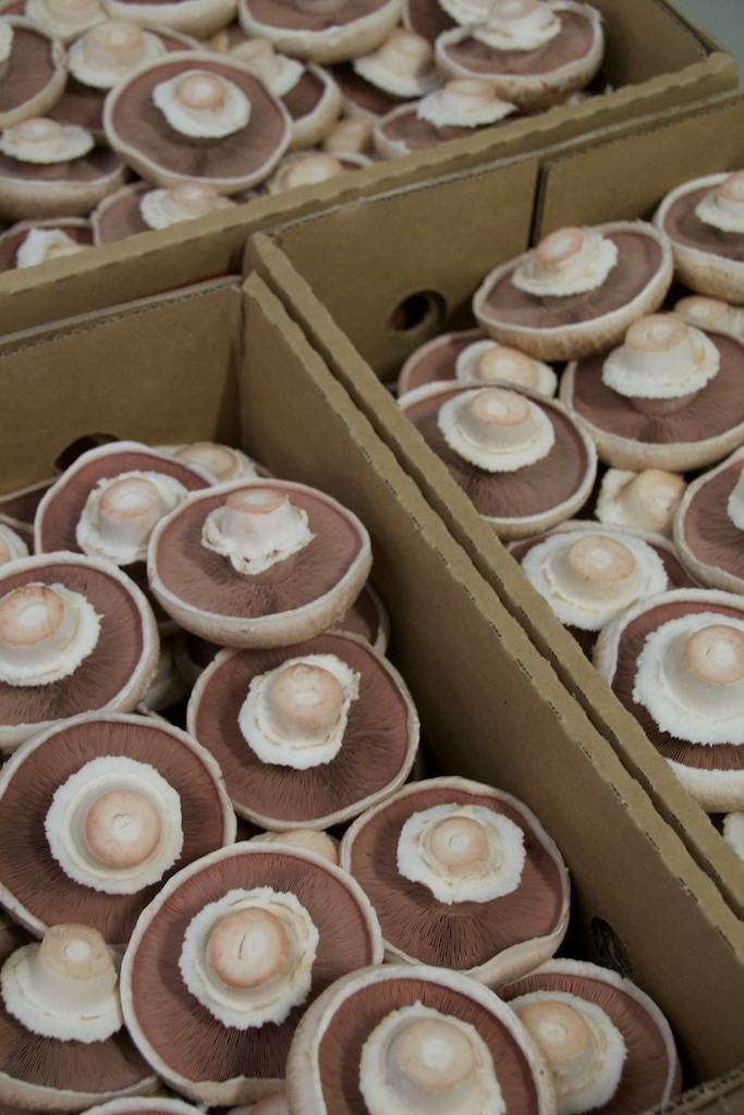 Mushrooms cups boxes