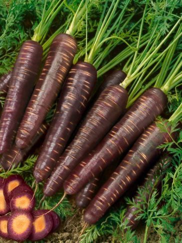 Carrots Purple